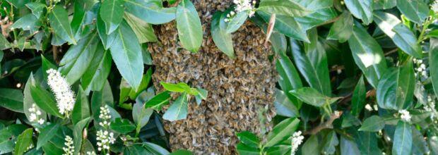 Imkerkurs: Mit den Bienen durchs Jahr - Einführung in die wesensgemäße Bienenhaltung